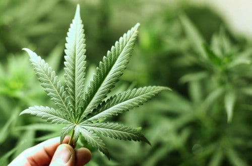 Petition For Legalized Marijuana In Britain Has 50,000 Signatures