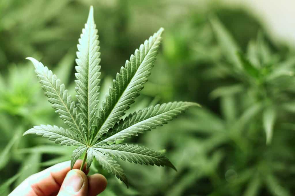 Petition For Legalized Marijuana In Britain Has 50,000 Signatures