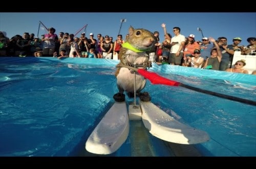 Twiggy The Squirrel Is The Unofficial Queen Of Water Skiing