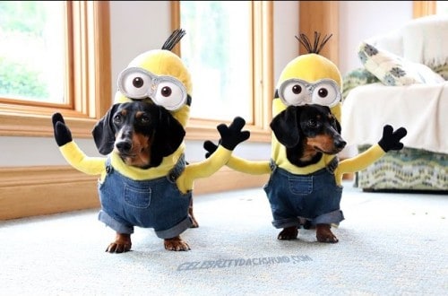 Wiener Dog Minions Broke the Internet With Too Much Cuteness