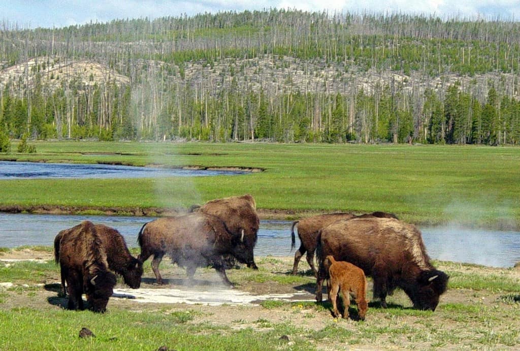 Yellowstone National Park Bans Selfies With Bison