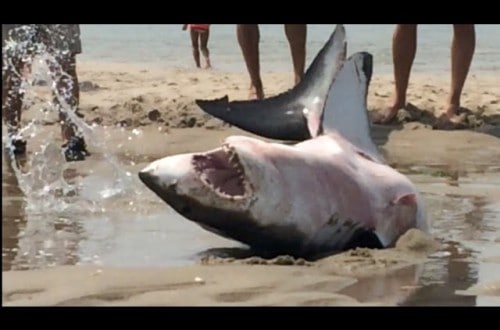 You Won’t Believe How This Great White Shark Gets Back In The Water