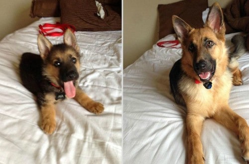 20 Adorable Pictures Of Pets Growing Up