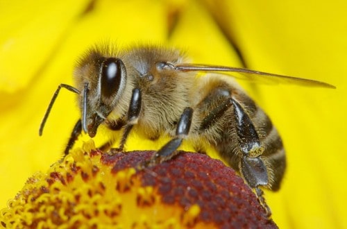 20 Amazing Things You Didn’t Know About Bees