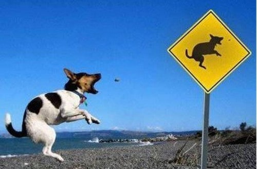 20 Of The Funniest Dog Photos Of All Time