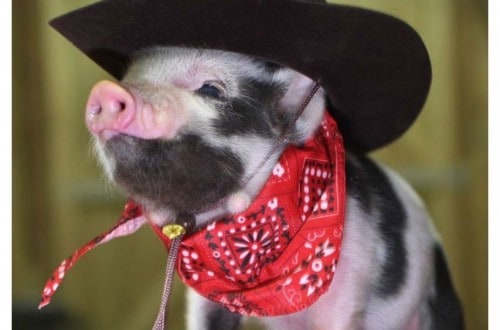 20 Of The Most Fashionable Pigs You’ve Ever Seen