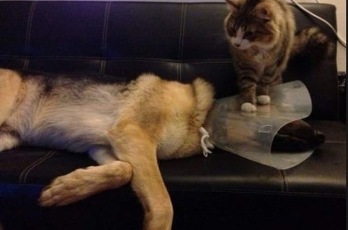 20 Pictures Proving That Cats Are Jerks