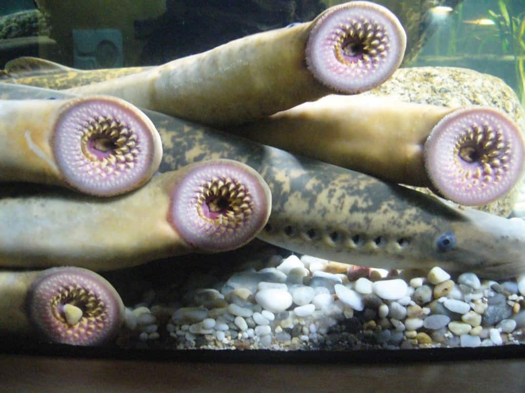20 Strange Animals You Wouldn't Want As Pets