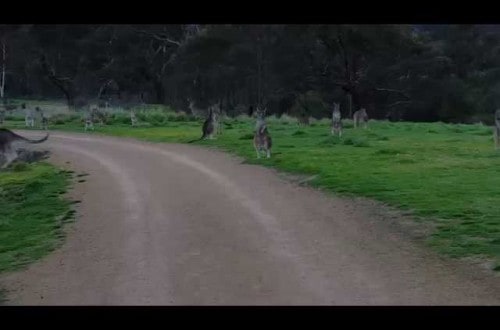 A Normal Bike Ride Turns Into An Awkward Stand-Off Between Man And Kangaroo Army