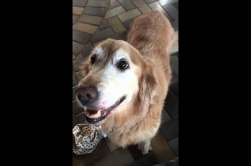 Adorable Dog Reacts To Cancer Test Results