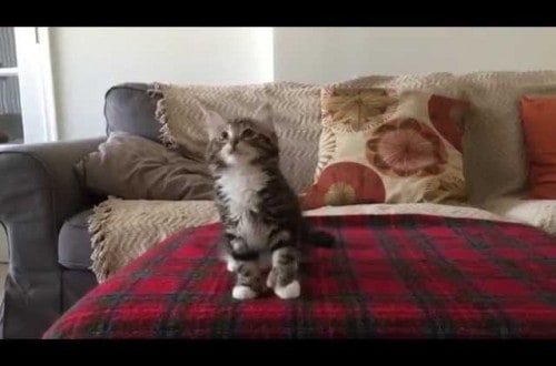 Adorable Kitten Dances On The Bed To “Uptown Funk”