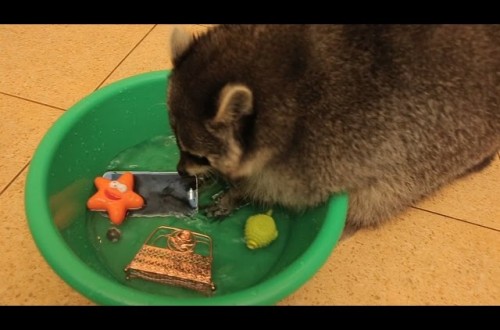 Adorable Raccoon Enjoys Washing Absolutely Everything