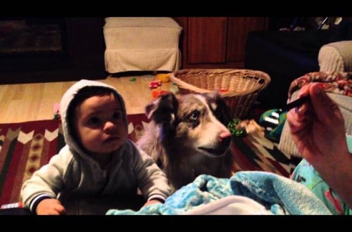 Baby Can’t Say ‘Mama’, You’ll Never Guess What The Dog Does Next