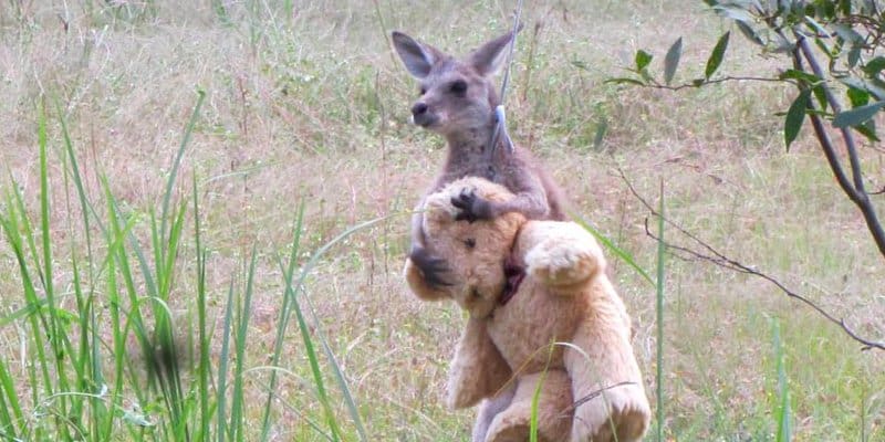 Baby Kangaroo And Teddy Bear Are Best Of Friends