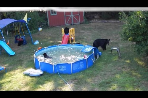 Bear Family Claims Pool As Their Own