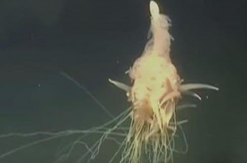 Bizarre Undersea Spaghetti Critter Is Discovered