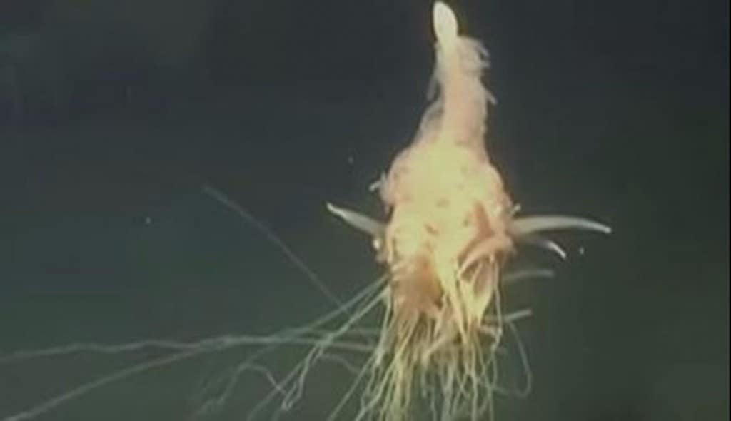 Bizarre Undersea Spaghetti Critter Is Discovered