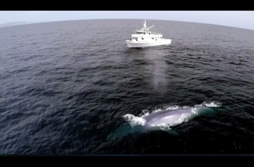 Blue Whale Has Perfect Comedic Timing