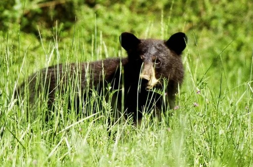 Man In Bear Costume Harasses Bears In Anchorage, Alaska