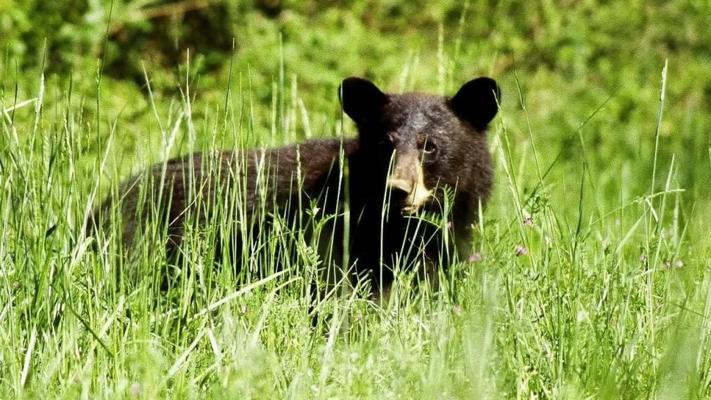 Man In Bear Costume Harasses Bears In Anchorage, Alaska