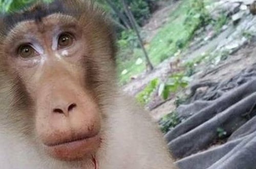 Men Shockingly Throw A Lit Firecracker To A Hungry Monkey