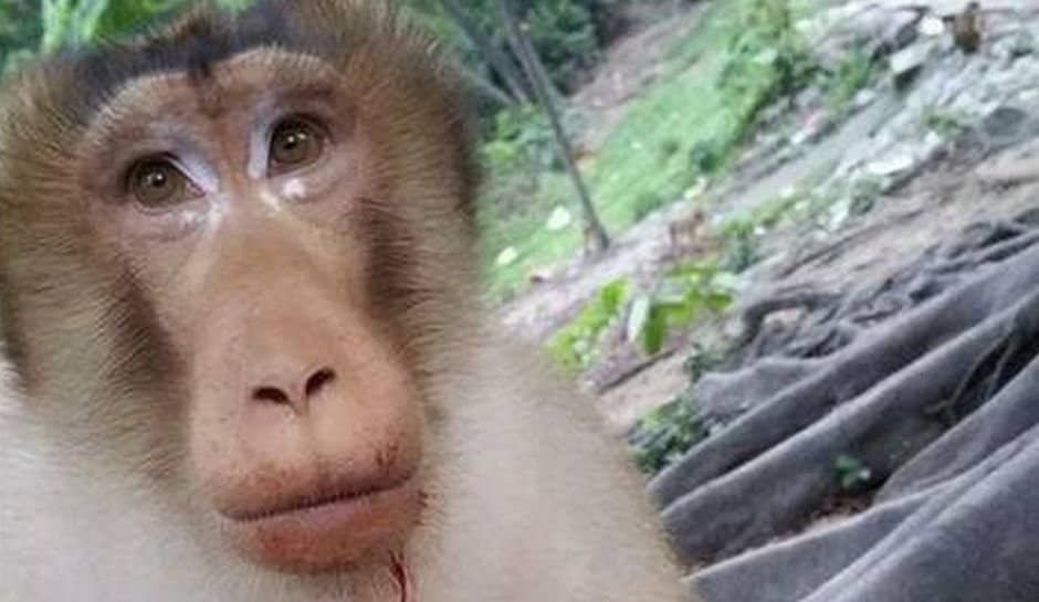 Men Shockingly Throw A Lit Firecracker To A Hungry Monkey