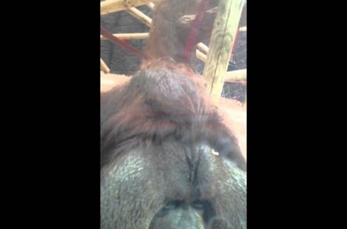 Orangutan Sees A Pregnant Woman Through A Window, What He Does Next Is Incredible