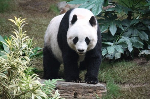 Panda Accused Of Faking Pregnancy To Get Better Living Conditions