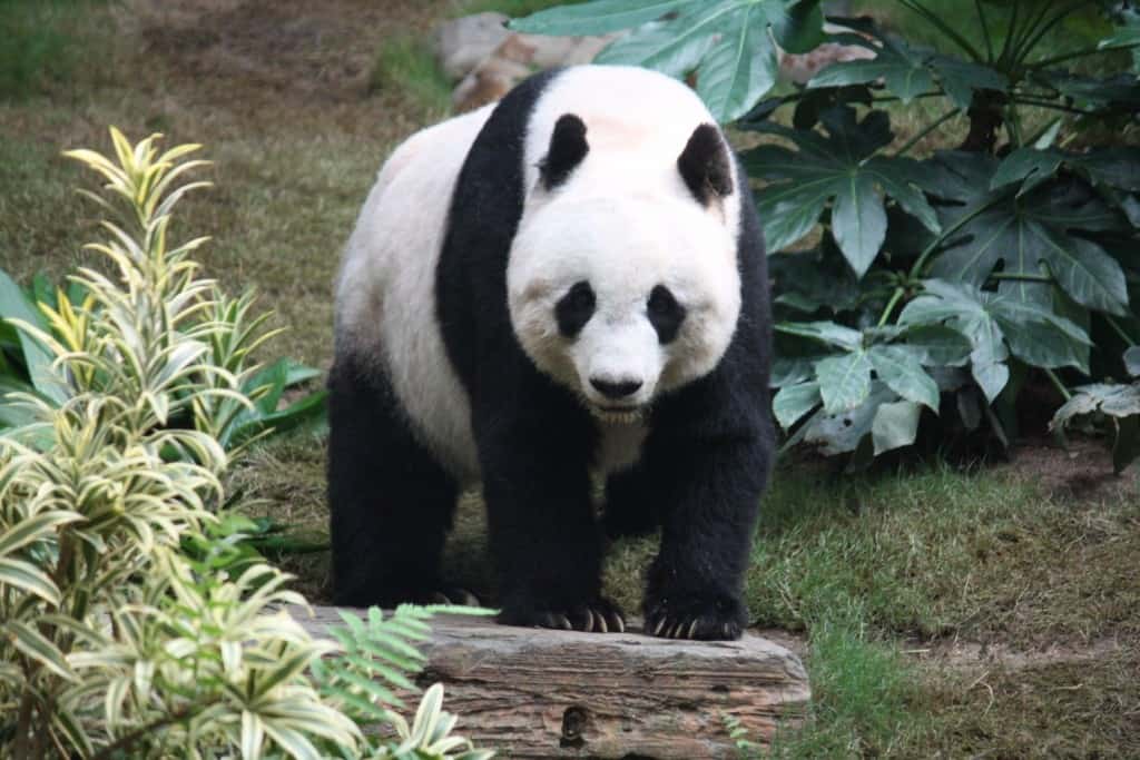 Panda Accused Of Faking Pregnancy To Get Better Living Conditions