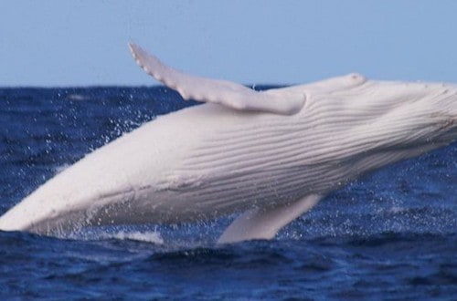 Rare Albino Whale Spotted In Australia, Rumored To Be The Infamous Migaloo