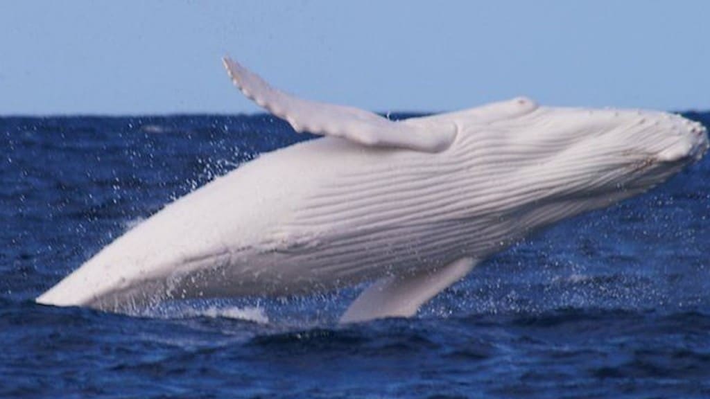 Rare Albino Whale Spotted In Australia, Rumored To Be The Infamous Migaloo