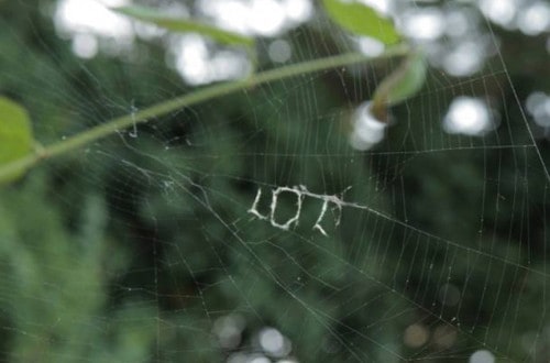 Spider Proves To Be Up To Date On Texting Shorthand