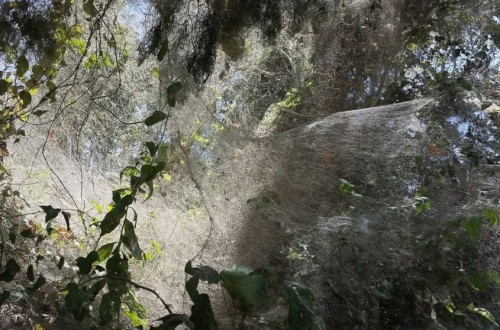Spiders Band Together To Spin Giant Blanket Web In Texas Park