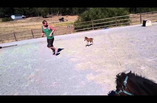 The Tiniest Of Horses Will Chase You Down