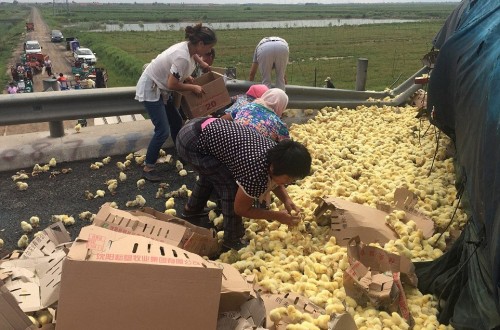 Thousands Of Baby Chicks Escape On Chinese Highway