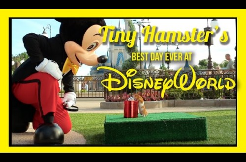 Tiny Hamster Is Invited To Explore Disney World