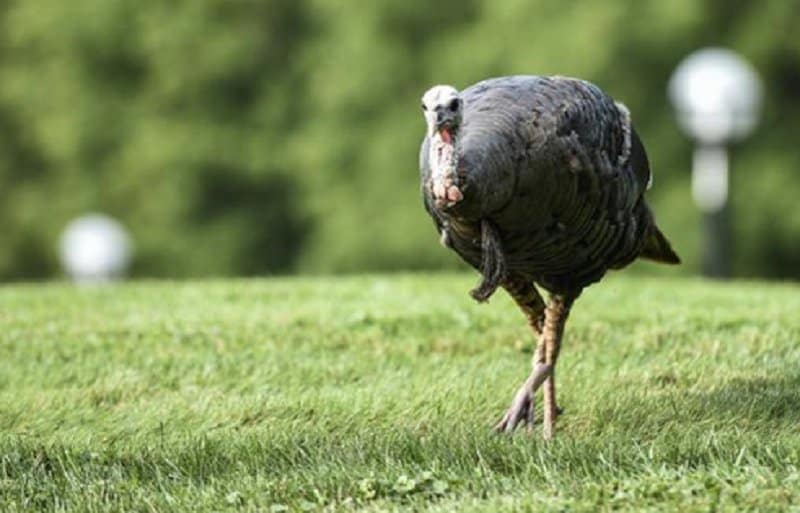 University Of Michigan Campus Terrorized By A Wild Turkey