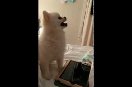 Watch This Dog’s Absolutely Hilarious Sneeze