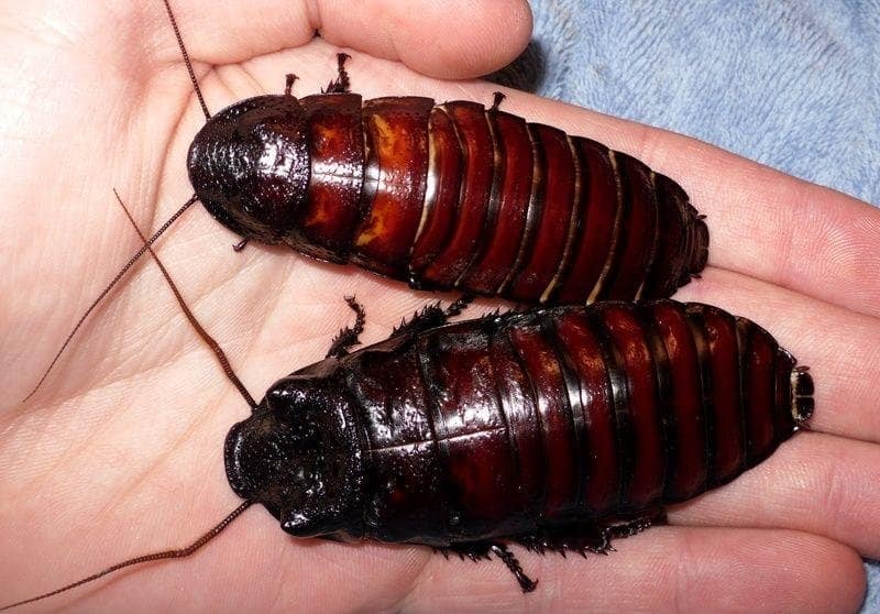 26 Cockroaches Shockingly Found Living In Man’s Ear