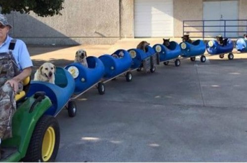 80-Year-Old Man Builds Train For Rescued Dogs And Takes Them For Fun Rides