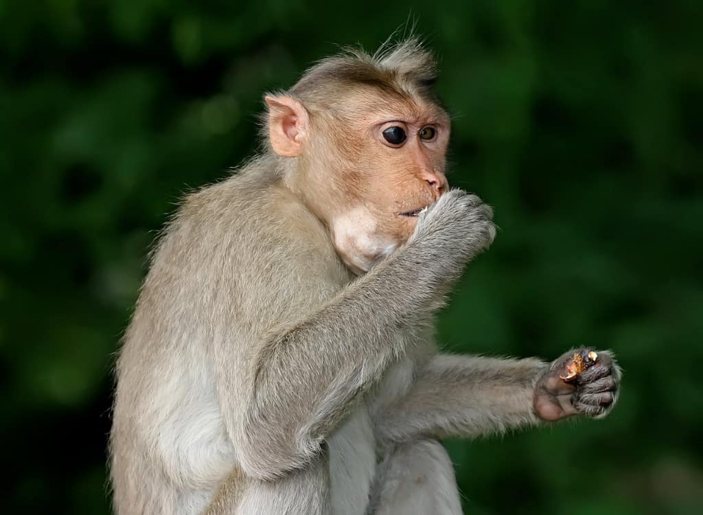 911 Called After A Monkey Was Eating The Neighbor’s Mail