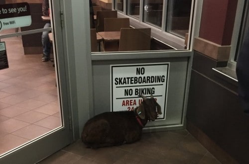 A Goat Has Been Arrested After Refusing To Leave Tim Hortons