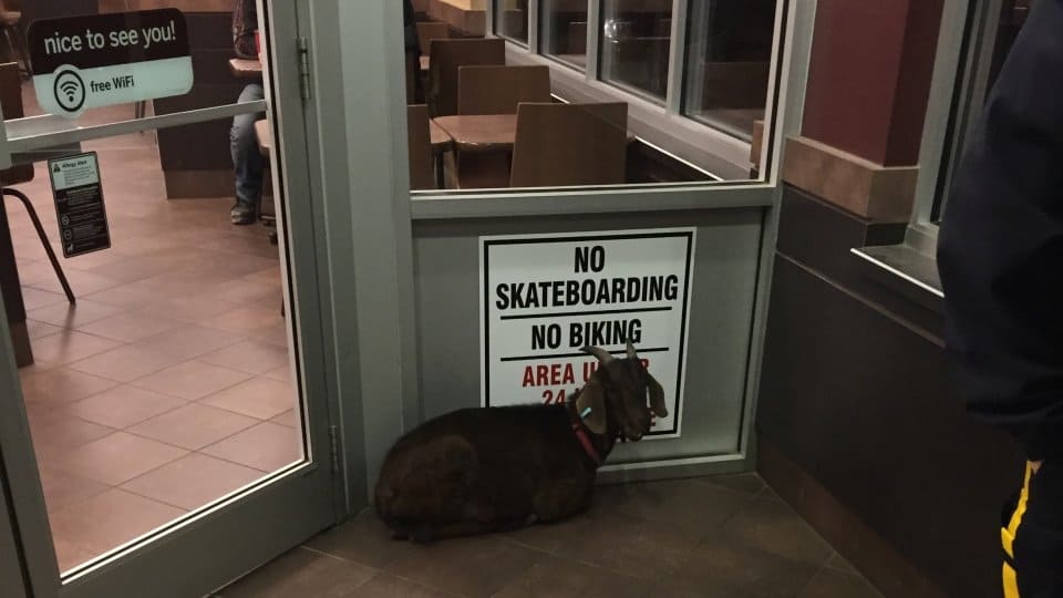 A Goat Has Been Arrested After Refusing To Leave Tim Hortons