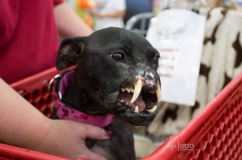 Abused Pitbull Receives New Nose Thanks To Reconstructive Surgery