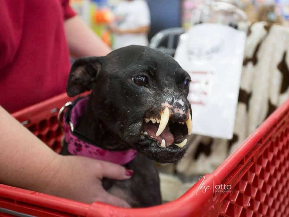 Abused Pitbull Receives New Nose Thanks To Reconstructive Surgery