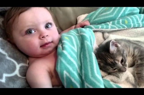Adorable Video Of A Toddler And Kitten Waking Up Together