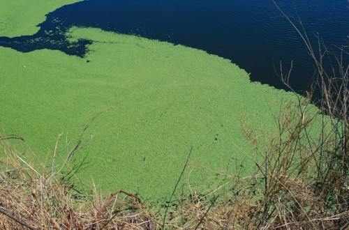 Algae May Hold The Key To Curing Blindness