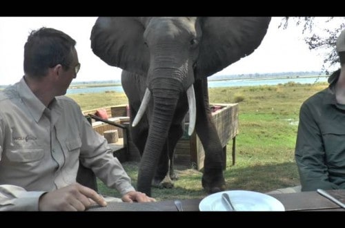Angry Zimbabwe Elephant Attacks People At Dinner Table