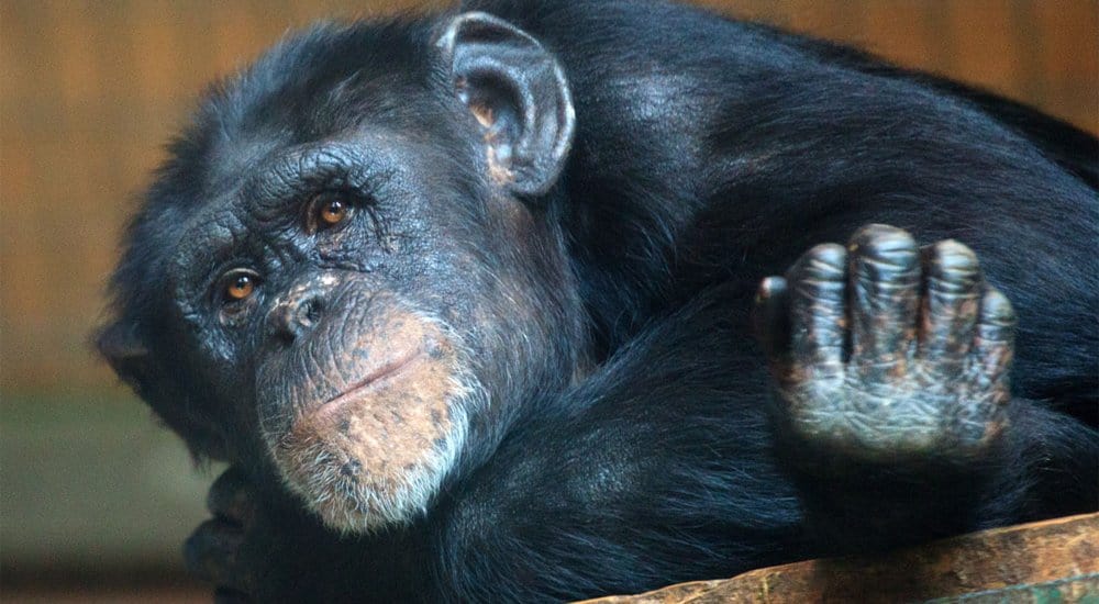 Apes Watch Horror Movies To Test Memory