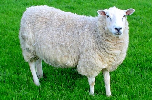 Australian Sheep Drops 89 Pounds’ Worth Of Wool